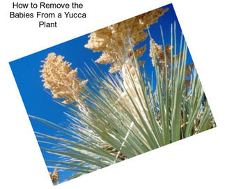 How to Remove the Babies From a Yucca Plant