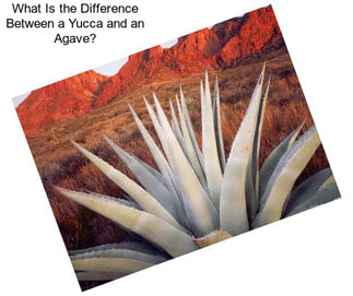 What Is the Difference Between a Yucca and an Agave?