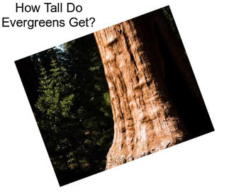 How Tall Do Evergreens Get?