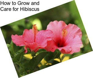 How to Grow and Care for Hibiscus