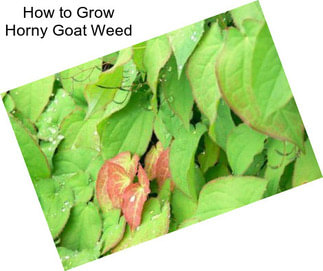 How to Grow Horny Goat Weed