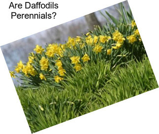 Are Daffodils Perennials?