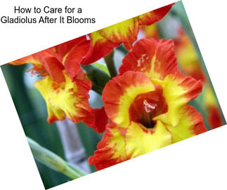 How to Care for a Gladiolus After It Blooms