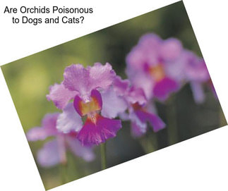 Are Orchids Poisonous to Dogs and Cats?