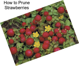 How to Prune Strawberries