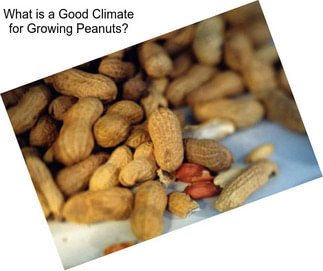 What is a Good Climate for Growing Peanuts?