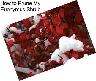 How to Prune My Euonymus Shrub