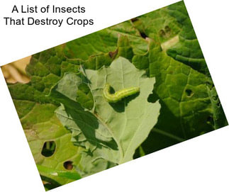 A List of Insects That Destroy Crops