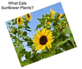 What Eats Sunflower Plants?