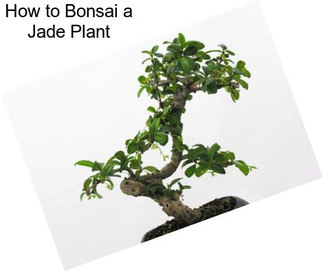 How to Bonsai a Jade Plant