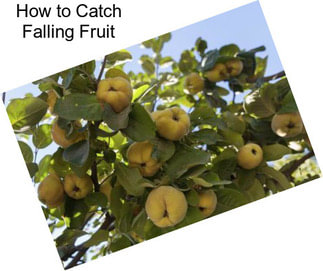 How to Catch Falling Fruit