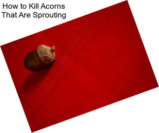 How to Kill Acorns That Are Sprouting