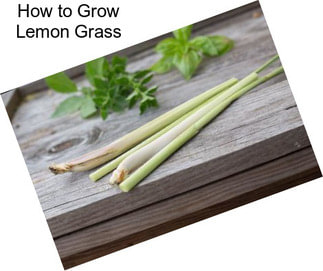 How to Grow Lemon Grass