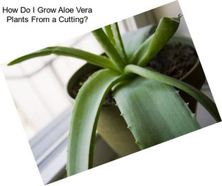 How Do I Grow Aloe Vera Plants From a Cutting?