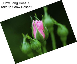 How Long Does It Take to Grow Roses?