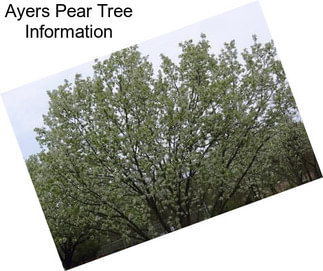 Ayers Pear Tree Information