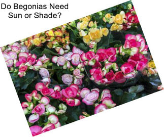 Do Begonias Need Sun or Shade?