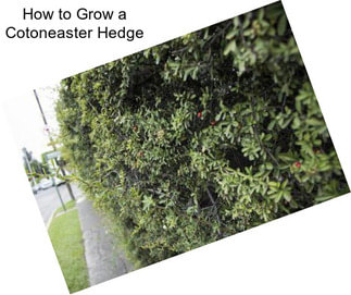 How to Grow a Cotoneaster Hedge