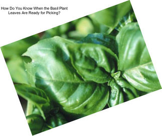 How Do You Know When the Basil Plant Leaves Are Ready for Picking?