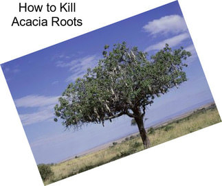 How to Kill Acacia Roots