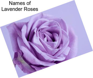 Names of Lavender Roses