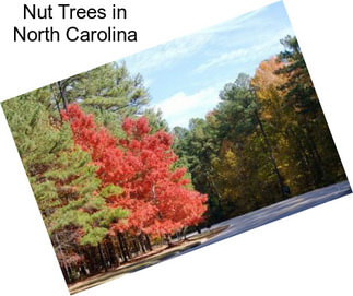 Nut Trees in North Carolina