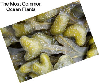 The Most Common Ocean Plants