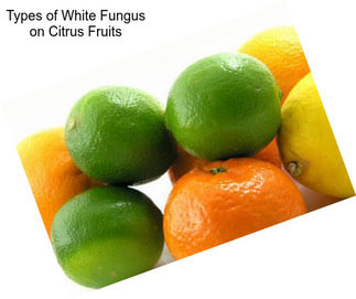 Types of White Fungus on Citrus Fruits