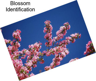 Blossom Identification
