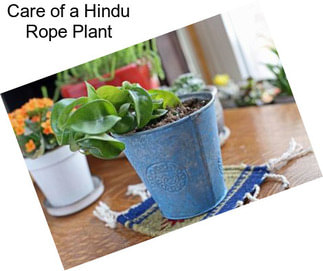 Care of a Hindu Rope Plant