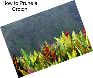 How to Prune a Croton