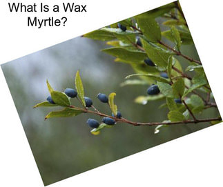 What Is a Wax Myrtle?