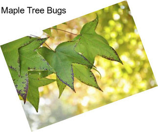 Maple Tree Bugs
