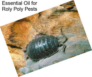 Essential Oil for Roly Poly Pests