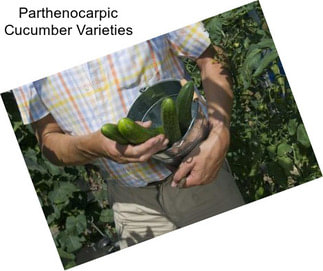 Parthenocarpic Cucumber Varieties