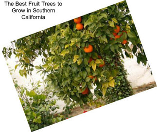 The Best Fruit Trees to Grow in Southern California