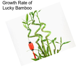 Growth Rate of Lucky Bamboo