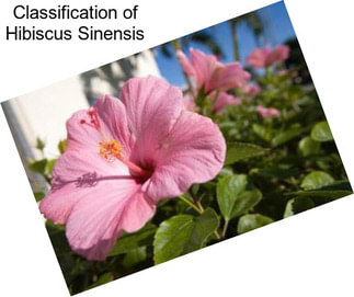 Classification of Hibiscus Sinensis