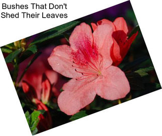 Bushes That Don\'t Shed Their Leaves