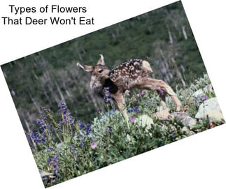 Types of Flowers That Deer Won\'t Eat