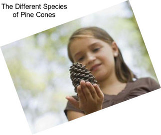 The Different Species of Pine Cones