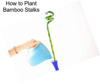 How to Plant Bamboo Stalks