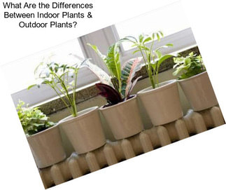What Are the Differences Between Indoor Plants & Outdoor Plants?