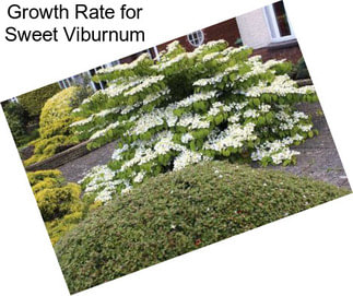 Growth Rate for Sweet Viburnum