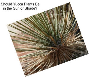 Should Yucca Plants Be in the Sun or Shade?