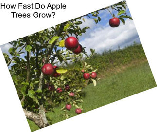 How Fast Do Apple Trees Grow?