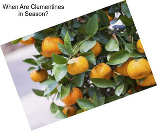 When Are Clementines in Season?