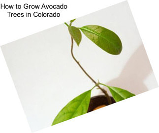 How to Grow Avocado Trees in Colorado