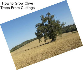 How to Grow Olive Trees From Cuttings