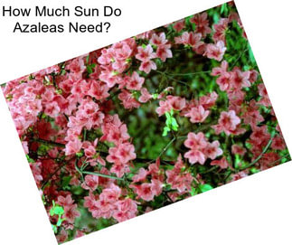 How Much Sun Do Azaleas Need?